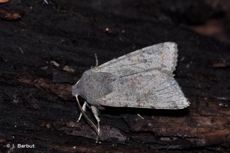 <i>Orthosia populeti</i> (Fabricius, 1781) © J. Barbut