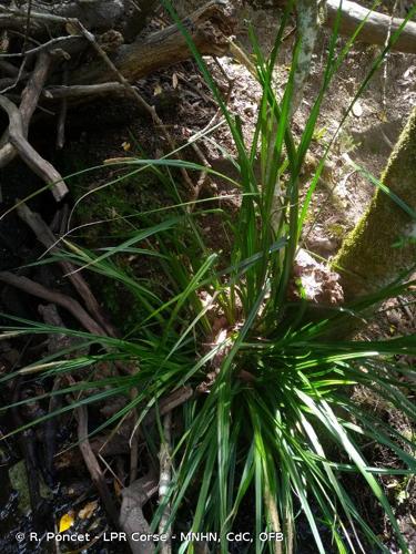 <i>Carex microcarpa</i> Bertol. ex Moris, 1827 © R. Poncet - LPR Corse - MNHN, CdC, OFB