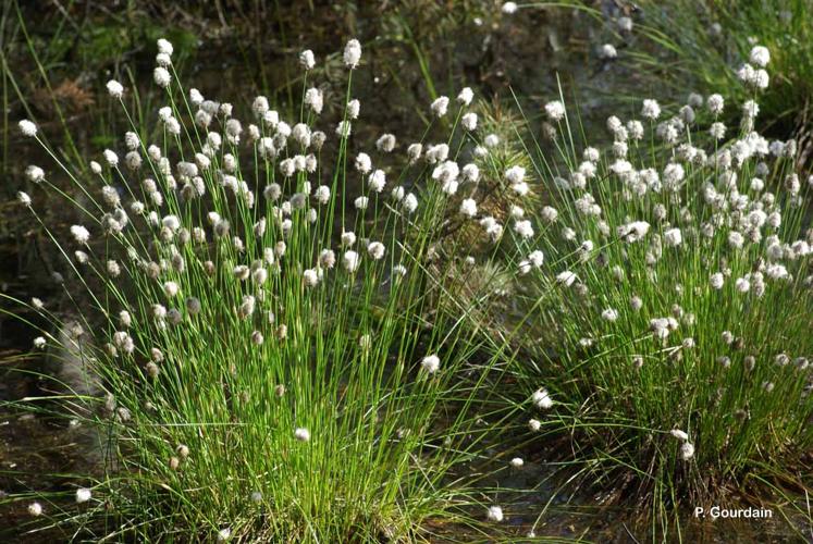 <i>Eriophorum vaginatum</i> L., 1753 © P. Gourdain