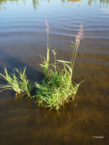 <i>Phalaris arundinacea</i> L., 1753 © P. Gourdain