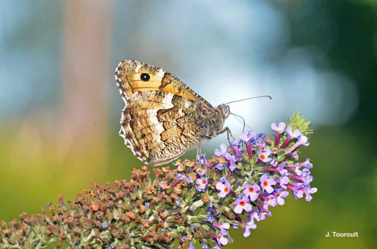 <i>Hipparchia semele</i> (Linnaeus, 1758) © J. Touroult