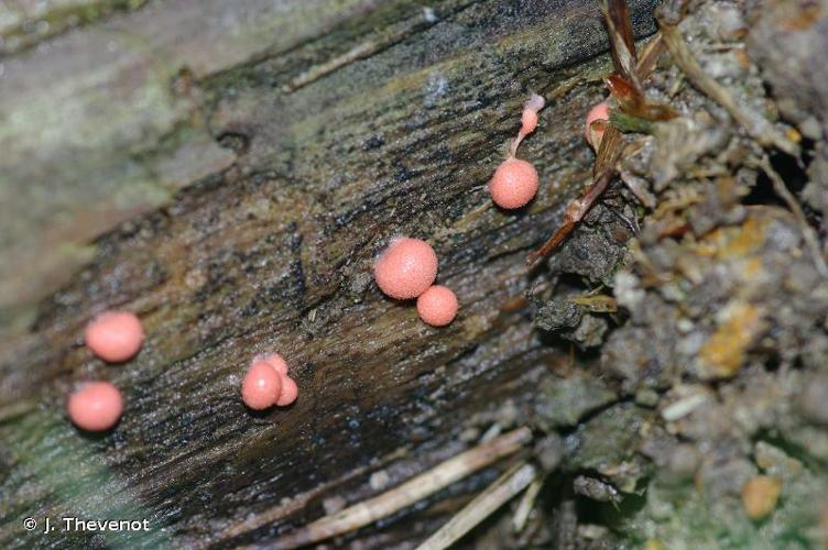 <i>Lycogala epidendrum</i> (L.) Fr., 1829 © J. Thevenot