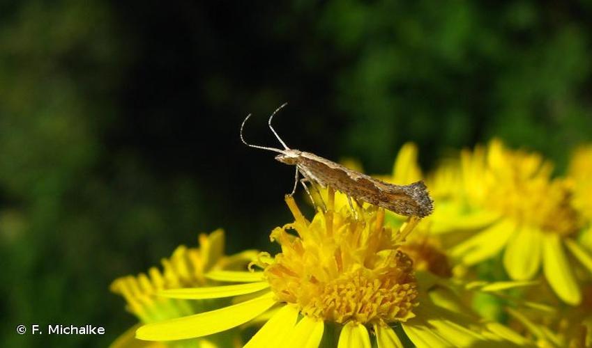 <i>Plutella xylostella</i> (Linnaeus, 1758) © F. Michalke