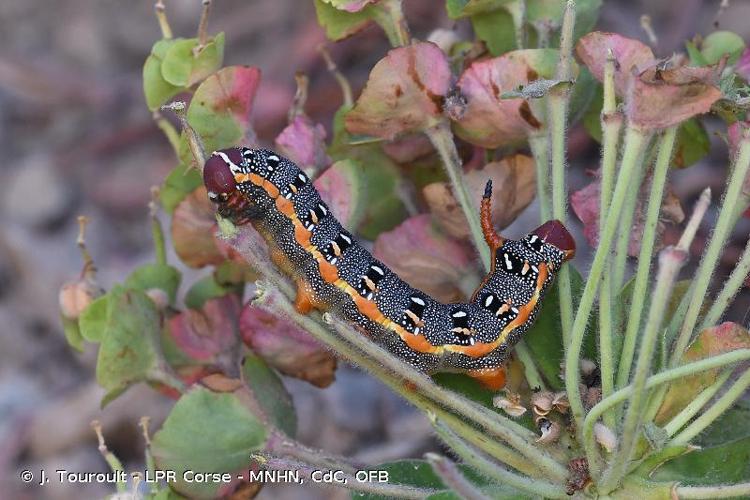 <i>Hyles dahlii</i> (Geyer, 1828) © J. Touroult - LPR Corse - MNHN, CdC, OFB