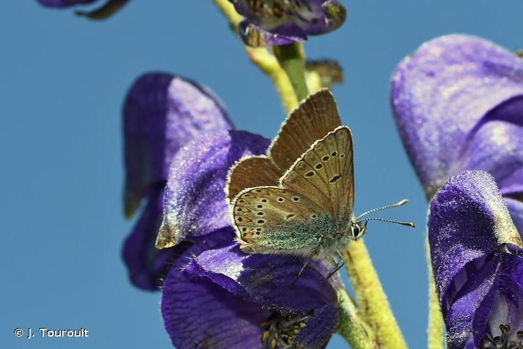 <i>Eumedonia eumedon</i> (Esper, 1780) © J. Touroult