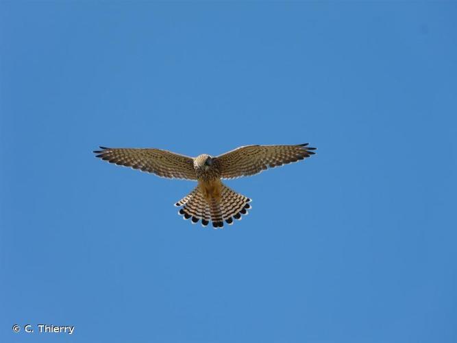 <i>Falco tinnunculus</i> Linnaeus, 1758 © C. Thierry