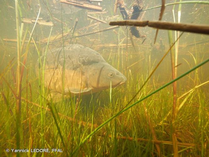 <i>Cyprinus carpio</i> Linnaeus, 1758 © Yannick LEDORÉ, FFAL