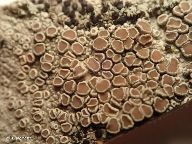 <i>Lecanora chlarotera</i> Nyl., 1872 © A.-H. Paradis & R. Poncet