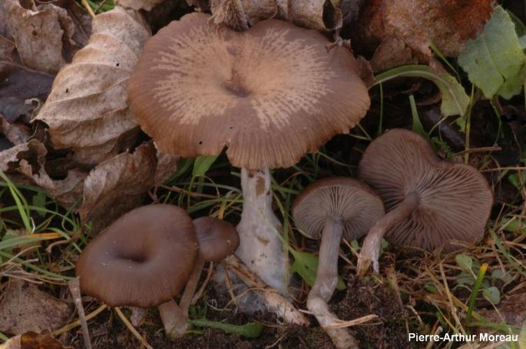 <i>Pseudoclitocybe expallens</i> (Pers. : Fr.) Moser © PA. Moreau