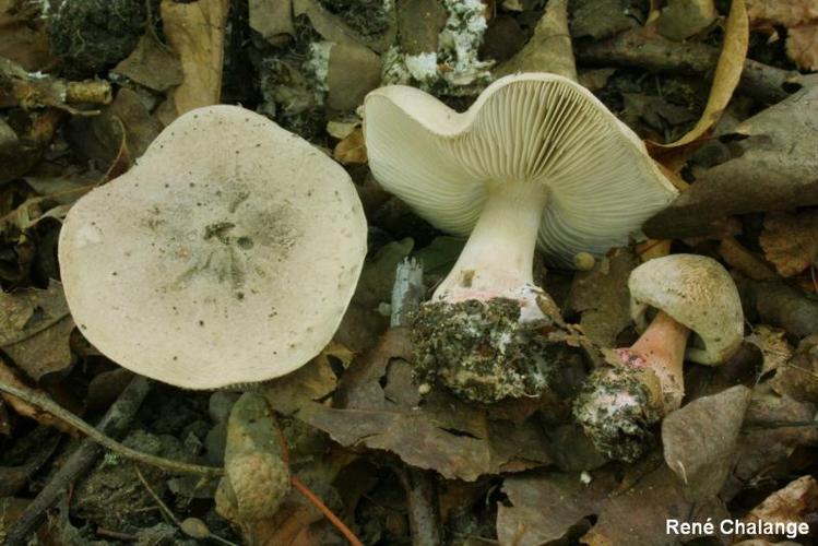 <i>Tricholoma basirubens</i> (Bon) Riva & Bon © R. Chalange