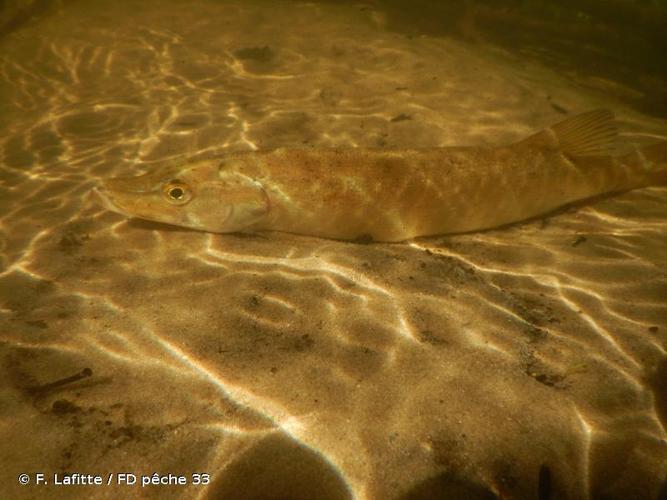 <i>Esox aquitanicus</i> Denys, Dettai, Persat, Hautecœur & Keith, 2014 © F. Lafitte / FD pêche 33