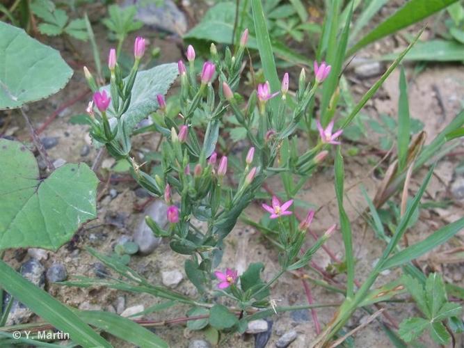 <i>Centaurium pulchellum</i> (Sw.) Druce, 1898 © 