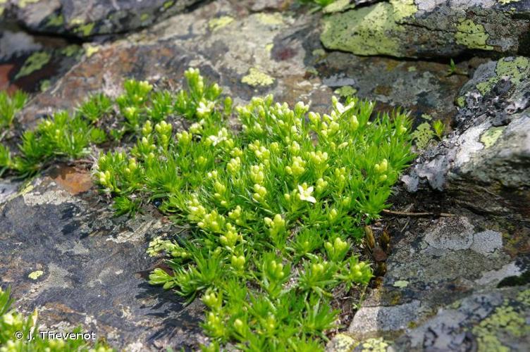 <i>Galium cespitosum</i> Lam., 1792 © J. Thevenot