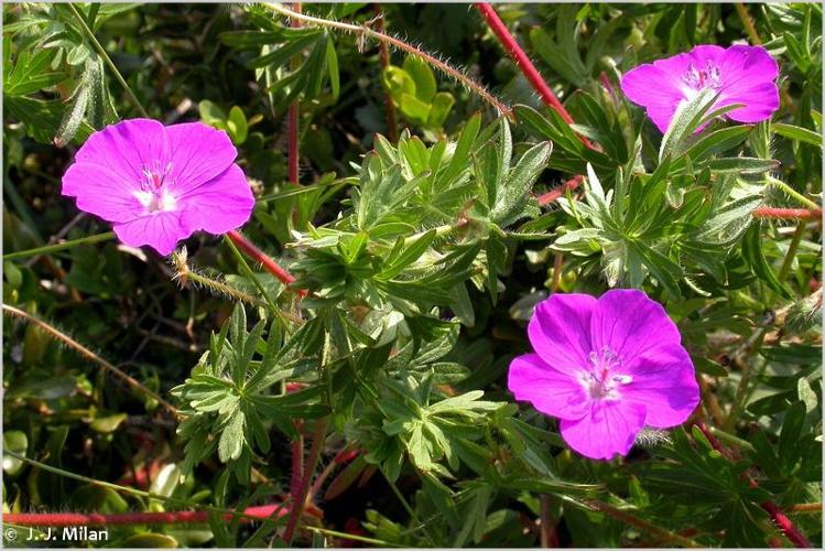 <i>Geranium sanguineum</i> L., 1753 © 