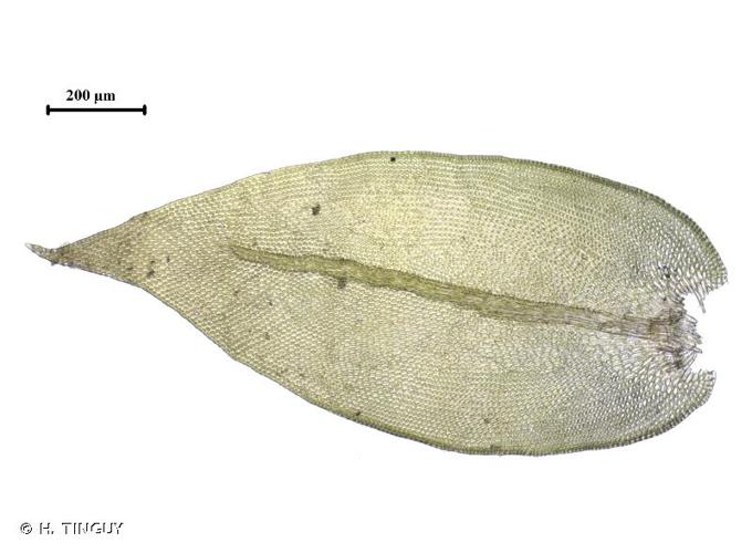 <i>Cryphaea heteromalla</i> (Hedw.) D.Mohr, 1814 © H. TINGUY