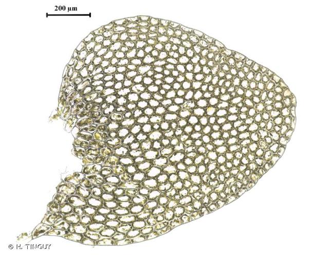 <i>Calypogeia muelleriana</i> (Schiffn.) Müll.Frib., 1901 © H. TINGUY