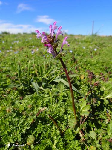 <i>Lamium amplexicaule</i> L., 1753 © A.-H. Paradis & R. Poncet