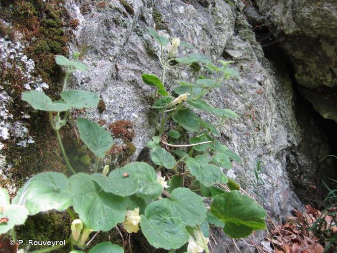 <i>Asarina procumbens</i> (L.) Mill., 1768 © P. Rouveyrol