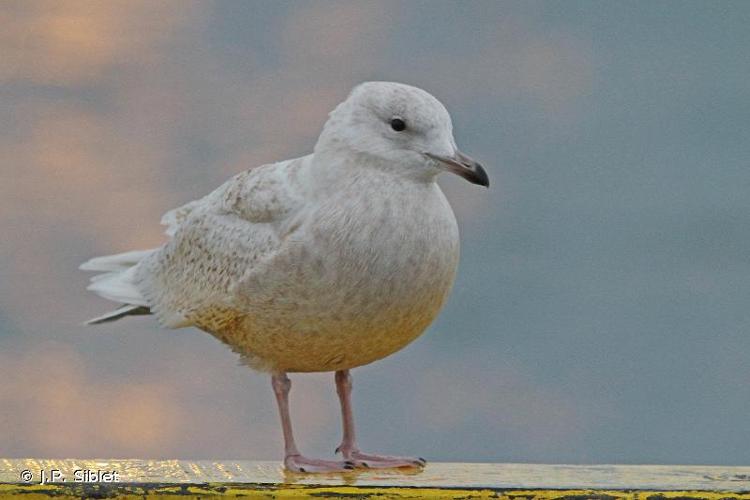 <i>Larus glaucoides</i> Meyer, 1822 © J.P. Siblet