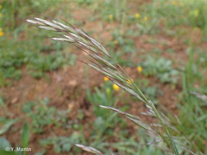 <i>Avenula pubescens </i>(Huds.) Dumort., 1868 subsp.<i> pubescens</i> © 