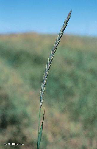 <i>Elytrigia repens</i> (L.) Desv. ex Nevski, 1934 © S. Filoche