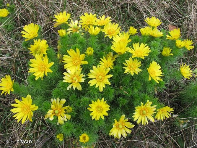 <i>Adonis vernalis</i> L., 1753 © H. TINGUY