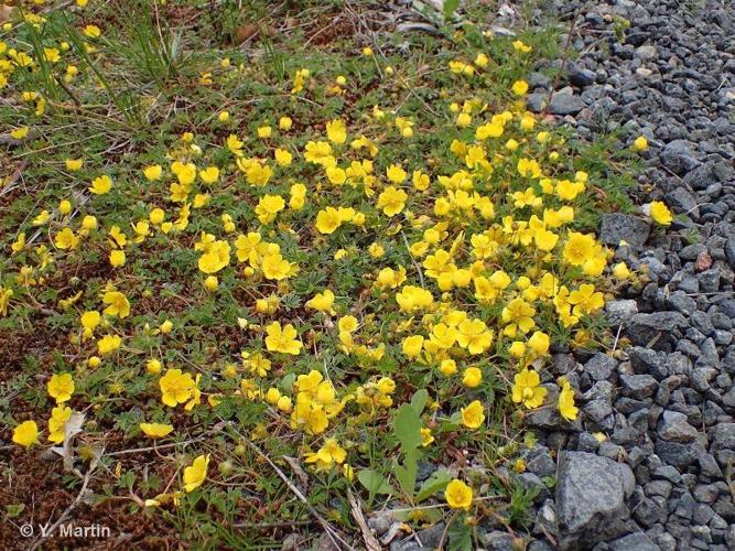 <i>Potentilla verna</i> L., 1753 © 