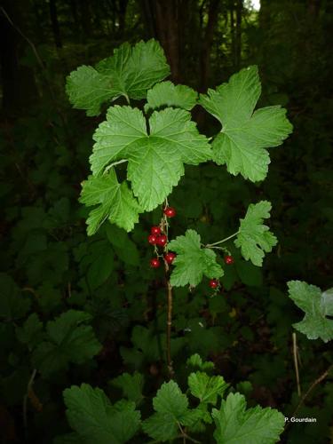 <i>Ribes rubrum</i> L., 1753 © P. Gourdain