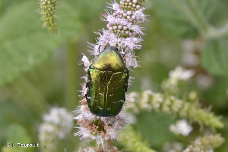 <i>Cetonia aurata aurata</i> (Linnaeus, 1758) © J. Touroult