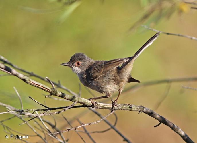 <i>Sylvia melanocephala</i> (Gmelin, 1789) © F. Jiguet