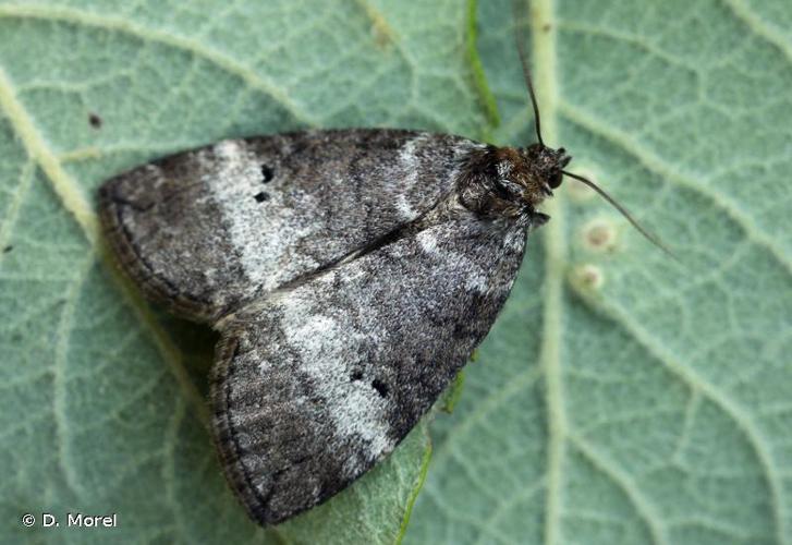 <i>Ochropacha duplaris</i> (Linnaeus, 1760) © D. Morel