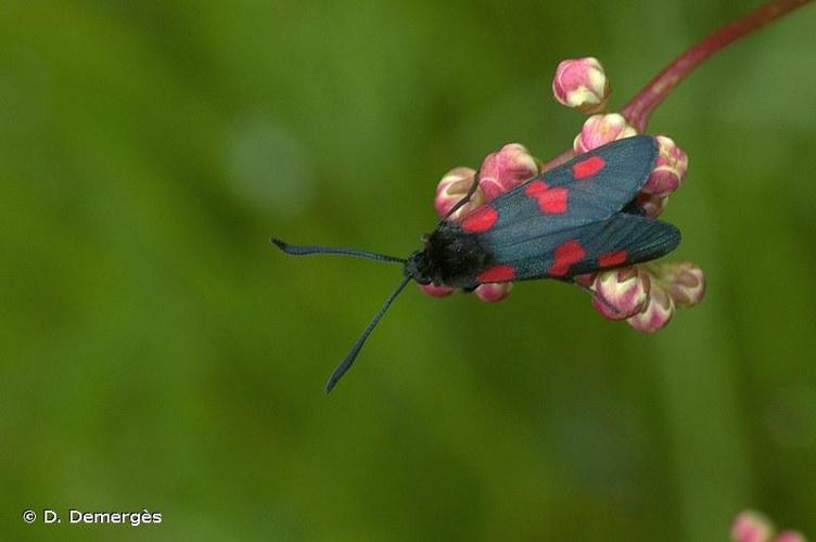 <i>Zygaena trifolii</i> (Esper, 1783) © D. Demergès