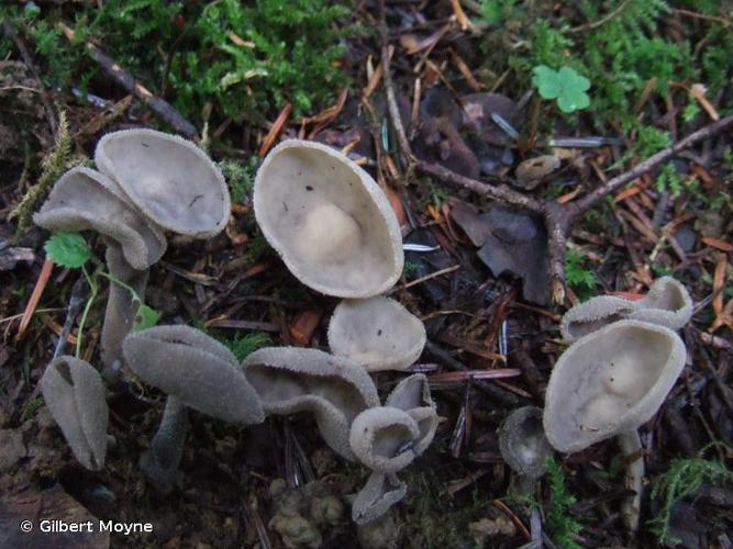 <i>Helvella macropus</i> (Pers. : Fr.) P.Karst. © Gilbert Moyne