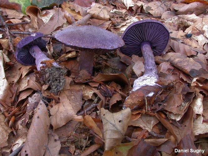 <i>Cortinarius violaceus</i> (L. : Fr.) Fr. © D. Sugny