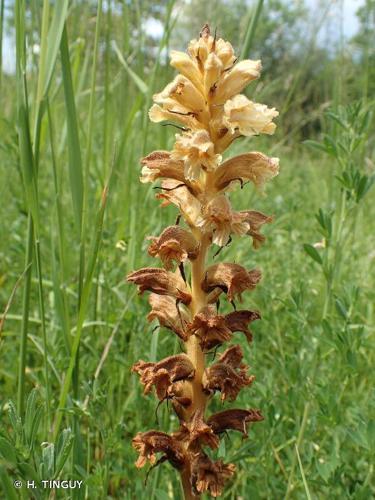 <i>Orobanche lutea</i> Baumg., 1816 © H. TINGUY