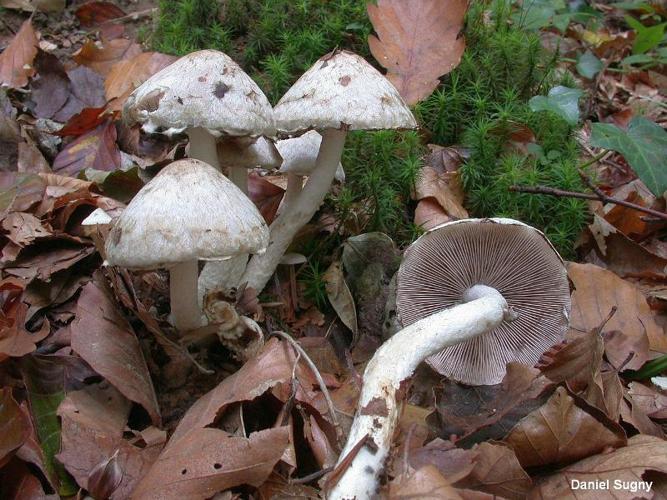 <i>Psathyrella cotonea</i> (Quél.) Konrad & Maubl. © D. Sugny