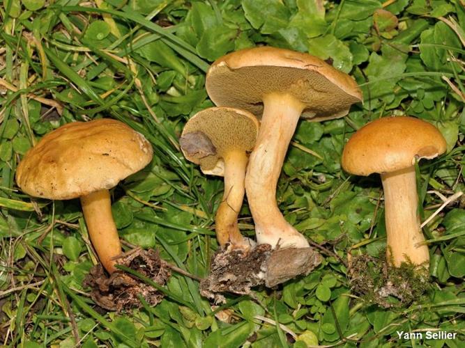 <i>Suillus bovinus</i> (L. : Fr.) Roussel © Y. Sellier