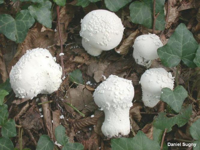 <i>Lycoperdon mammaeforme</i> Pers. : Pers. © D. Sugny