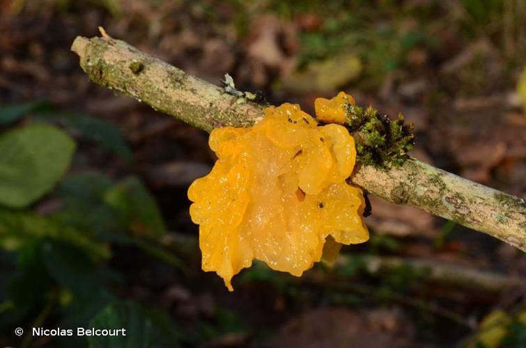 <i>Tremella mesenterica</i> Retz. : Fr., 1769 © Nicolas Belcourt