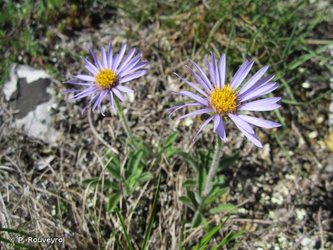 <i>Aster alpinus</i> L., 1753 © P. Rouveyrol