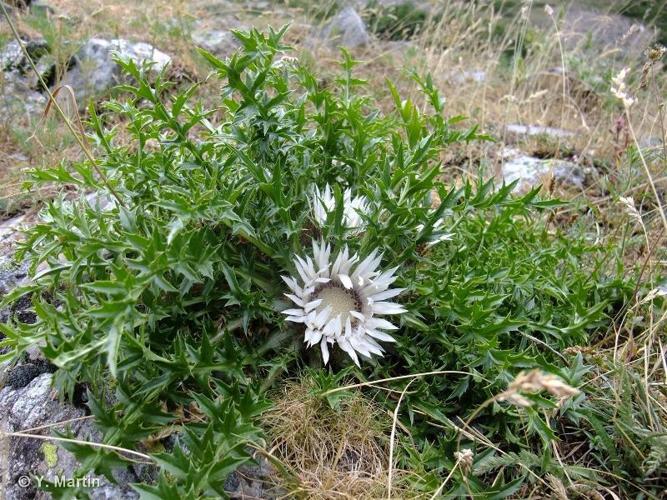 <i>Carlina acaulis </i>subsp.<i> caulescens</i> (Lam.) Schübl. & G.Martens, 1834 © 