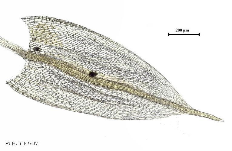 <i>Bryum gemmiferum</i> R.Wilczek & Demaret, 1976 © H. TINGUY