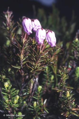 <i>Phyllodoce caerulea</i> (L.) Bab., 1843 © Michel Garnier