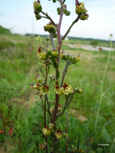 <i>Scrophularia nodosa</i> L., 1753 © P. Gourdain