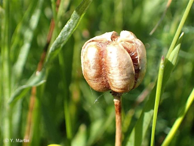 <i>Fritillaria meleagris</i> L., 1753 © 