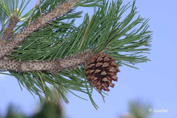 <i>Pinus mugo</i> Turra, 1764 © P. Gourdain