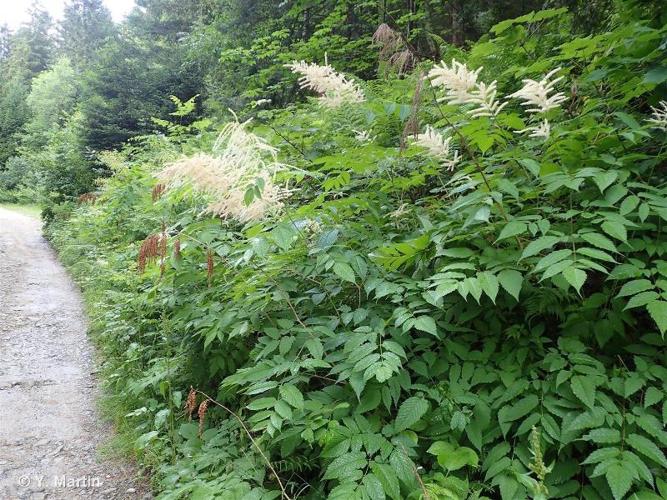 <i>Aruncus dioicus</i> (Walter) Fernald, 1939 © 