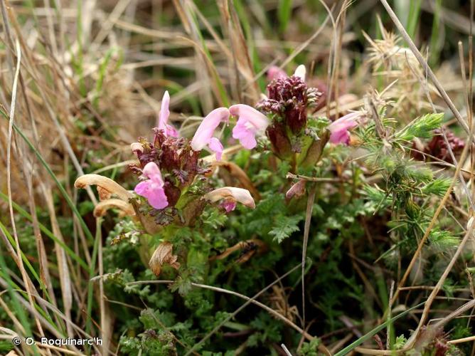 <i>Pedicularis sylvatica</i> L., 1753 © O. Roquinarc'h