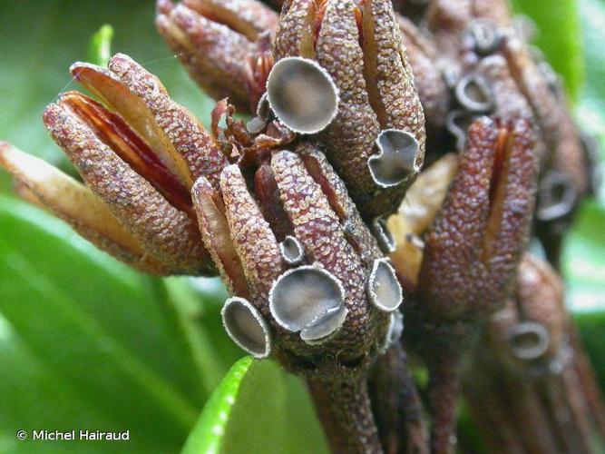 <i>Encoeliopsis rhododendri</i> (Ces.) Nannf., 1932 © Michel Hairaud