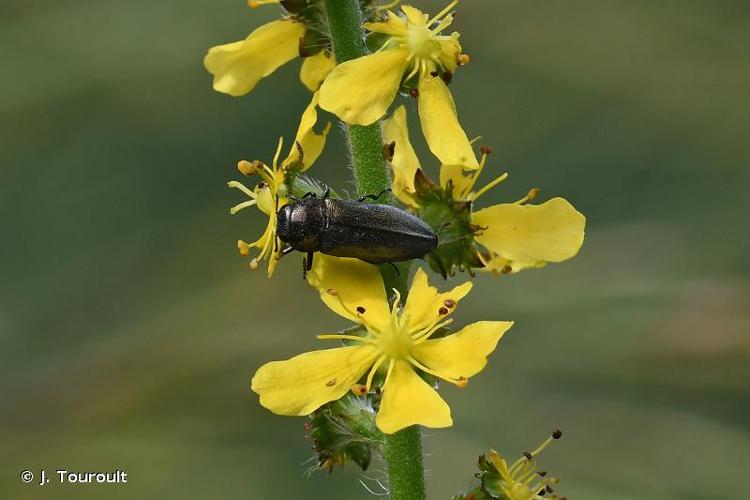 <i>Coraebus elatus elatus</i> (Fabricius, 1787) © J. Touroult